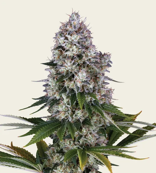 Northern Lights - Regular - Main Image