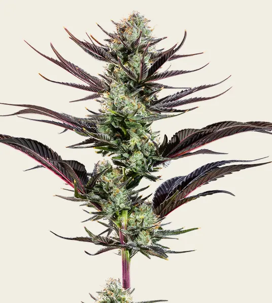 Thin Mint Frosting - Main Image