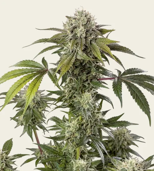 Durban Z - Main Image