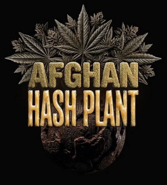 Afghan Hash Plant Auto - Main Image