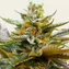 G13 Haze - Image 2
