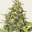 G13 Haze - Image 3