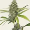 G13 Haze - Image 4
