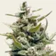 G13 Haze - Image 5