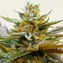 G13 Haze - Image 1