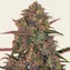 Pineapple Chunk - Image 2