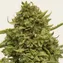 Pineapple Chunk - Image 3
