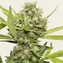 Pineapple Chunk - Image 4