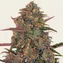 Pineapple Chunk - Image 1