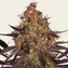 Ayahuasca Purple - Image 2