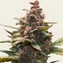 Ayahuasca Purple - Image 3