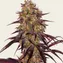 Ayahuasca Purple - Image 5