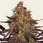 Ayahuasca Purple - Image 1