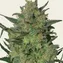 LSD - Image 5