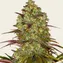 Tangerine Dream - Image 5