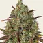 Tangerine Dream - Image 2