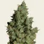 Tangerine Dream - Image 3