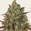 Tangerine Dream - Image 1