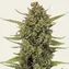 Acapulco Gold - Image 2