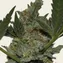 Acapulco Gold - Image 3