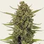 Acapulco Gold - Image 1