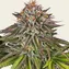 Critical Kush - Image 2