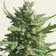 Critical Kush - Image 3