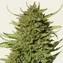 Critical Kush - Image 4