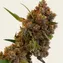 Critical Kush - Image 5