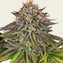 Critical Kush - Image 1