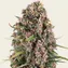 Blue Cheese - Image 2