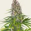 Blue Cheese - Image 3