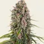 Blue Cheese - Image 4