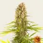 Blue Cheese - Image 5
