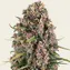 Blue Cheese - Image 1