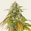 Pineapple Express Auto - Image 2