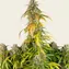 Pineapple Express Auto - Image 3