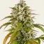 Pineapple Express Auto - Image 4