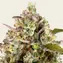 Pineapple Express Auto - Image 5
