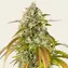 Pineapple Express Auto - Image 1