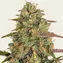 Amnesia Lemon - Image 2