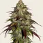 Amnesia Lemon - Image 3