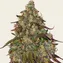 Amnesia Lemon - Image 4
