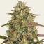 Amnesia Lemon - Image 1