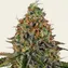 Tangerine Dream Auto - Image 2