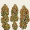 Tangerine Dream Auto - Image 3