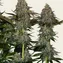 Tangerine Dream Auto - Image 4