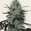 Tangerine Dream Auto - Image 5