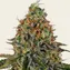 Tangerine Dream Auto - Image 1