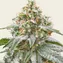 Pink Kush - Image 2